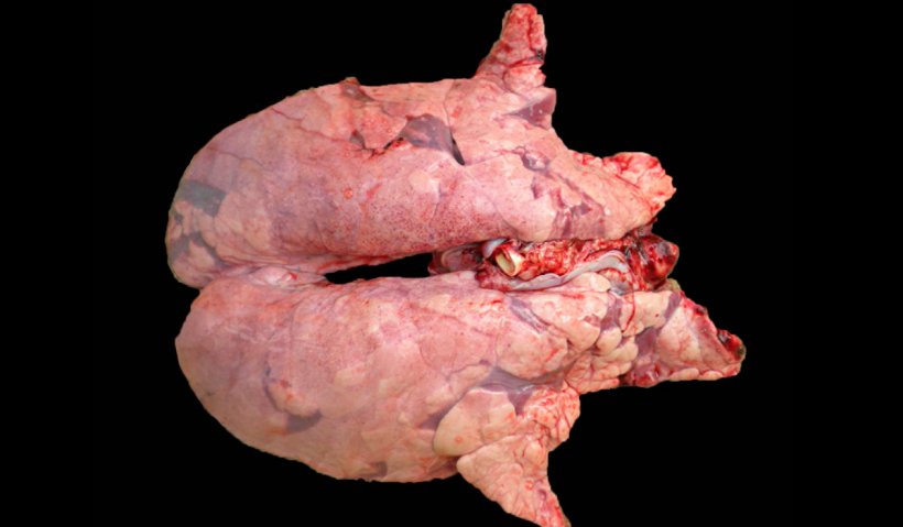 Figure 2. Pig lung co-infected with M. hyopneumoniae and PRRSV. Non -collapsed lung with reddish-brown areas of lesions distributed throughout the parenchyma, typical lesions of PRRS, which at the same time present reddish areas of consolidation in the cranioventral areas, produced by the M. hyopneumoniae infection.